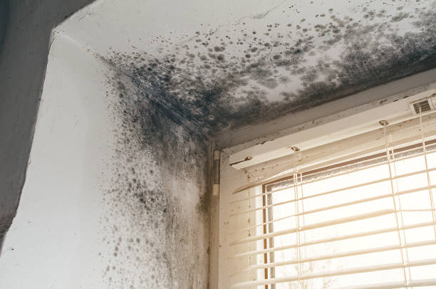 Affordable Basement Mold Removal solutions in Vandalia, IL