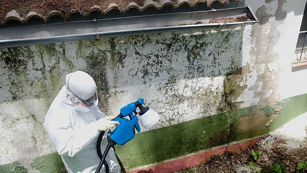Top rated local Basement Mold Removal specialists in Vandalia, IL